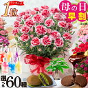 早割中 母の日 プレゼント カーネーション ギフト 5号鉢 プロが選ぶ 花色選べる 鉢植え プレゼント 2026 選べる特典 …