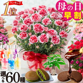 早割中 母の日 プレゼント カーネーション ギフト 5号鉢 プロが選ぶ 花色選べる 鉢植え プレゼント 2026 選べる特典 スイーツセット どら焼き GODIVA 吉本花城園 花カレンダー付 一部商品 送料無料
