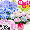 【早割クーポン】 母の日 プレゼント 花 ギフト アジサイ 鉢植え 紫陽花 万華鏡 マジカル コンペイトウ 希少品種 選べる32種 送料無料一部商品 2026 予約販売 吉本花城園
