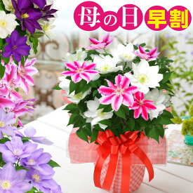 早割 母の日 2026 花 ギフト プレゼント 送料無料 鉢植え クレマチス 選べる 品種 白 ピンク 紫 2色咲き 花のカレンダー特典付き 吉本花城園