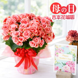 早割中 母の日 2026 花 ギフト プレゼント 鉢植え リーガースベゴニア 花色選べる 吉本花城園