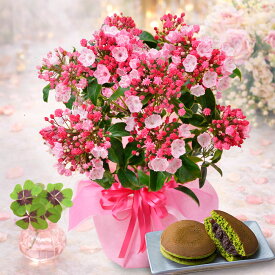 母の日 2026 花 ギフト プレゼント カルミア 鉢植え 抹茶どら焼き 和菓子 セット 母の日ギフト 送料無料 吉本花城園