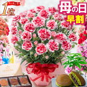 ＼早割中まもなくお値段上がります／ 母の日 早割 カーネーション ギフト 花 プレゼント 大きい 5号 鉢植え 2026 選べ…