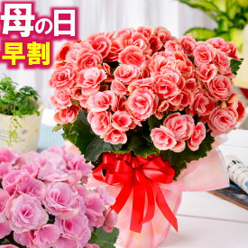 母の日 早割 2026 花 ギフト プレゼント 鉢植え リーガースベゴニア 花色選べる FleurTown吉本花城園