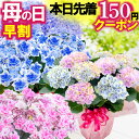 ＼本日先着150円クーポン／ 母の日 早割中 花好きの母が喜ぶ 花ギフト アジサイ 全32種 5号鉢植え 紫陽花 万華鏡 マジ…