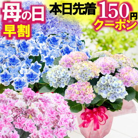 ＼本日先着150円クーポン／ 母の日 早割中 花好きの母が喜ぶ 花ギフト アジサイ 全32種 5号鉢植え 紫陽花 万華鏡 マジカル コンペイトウ 2026 FleurTown吉本花城園