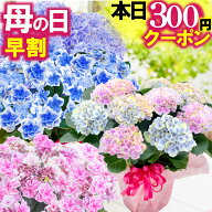 ＼本日先着300円クーポン／ 母の日 早割中 花好きの母が喜ぶ 花ギフト アジサイ 全32種 5号鉢植え 紫陽花…