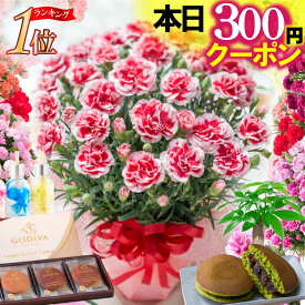 ＼本日先着300円クーポン&早割中値上げ前に／ 母の日 早割 カーネーション ギフト 花 プレゼント 大きい 5号 鉢植え 2026 選べる特典 スイーツお菓子セット どら焼き GODIVA 年間ランキング1位 FleurTown吉本花城園