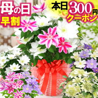 ＼本日先着300円クーポン／ 早割 母の日 2026 花 ギフト プレゼント 送料無料 鉢植え クレマチス 選べる …