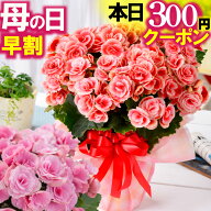 ＼本日先着300円クーポン／ 母の日 早割 2026 花 ギフト プレゼント 鉢植え リーガースベゴニア 花色選べ…