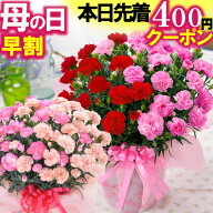 母の日 ＼本日先着400円クーポン／ 早割 ギフト 2026 大きな カーネーション 鉢植え プレゼント 6号 2色…