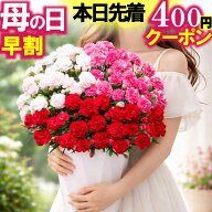 母の日 ＼本日先着400円OFFクーポン／ 早割中 カーネーション 大きい 鉢植え 7号鉢 大きな 花 ギフト 3色…