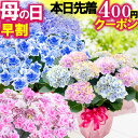 ＼本日先着400円クーポン／ 母の日 早割中 花好きの母が喜ぶ 花ギフト アジサイ 全32種 5号鉢植え 紫陽花 万華鏡 マジカル コンペイトウ 2026 FleurTown吉本花城園