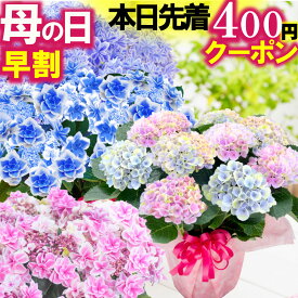 ＼本日先着400円クーポン／ 母の日 早割中 花好きの母が喜ぶ 花ギフト アジサイ 全32種 5号鉢植え 紫陽花 万華鏡 マジカル コンペイトウ 2026 FleurTown吉本花城園