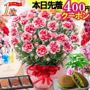 ＼まもなく終了400円クーポン／ 母の日 早割 カーネーション ギフト 花 プレゼント 大きい 5号 鉢植え 2026 選べる特…