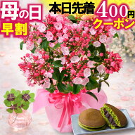 母の日 ＼本日先着400円クーポン／ 早割中 2026 花 ギフト プレゼント カルミア 鉢植え 抹茶どら焼き 和…