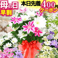 ＼本日先着400円クーポン／ 早割 母の日 2026 花 ギフト プレゼント 送料無料 鉢植え クレマチス 選べる …