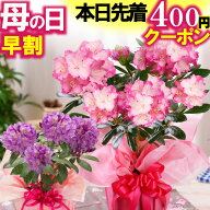 母の日 ＼本日先着400円クーポン／ 早割中 ギフト 花 プレゼント 鉢植え シャクナゲ 選べる花色 ピンク …