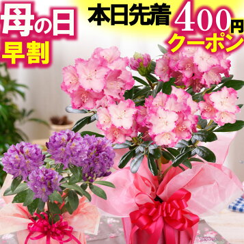 楽天市場】2026年トロピカルフルーツ ジャボチカバ 鉢植え希少品種です 