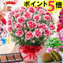＼ポイント5倍先着200円クーポン／ 母の日 早割 カーネーション ギフト 花 プレゼント 大きい 5号 鉢植え 2026 選べる…