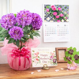 母の日 ギフト 花 プレゼント 鉢植え シャクナゲ 選べる花色 ピンク パープル 紫 母の日ギフト 2026 送料無料 花鉢 カーネーション以外 吉本花城園