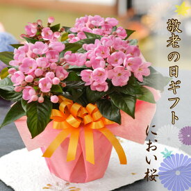 早割 敬老の日 花 プレゼント ギフト におい桜 かおり桜 鉢花 鉢植え 生花 孫から おじいちゃん おばあちゃんへ 80代 70代 祖母 祖父