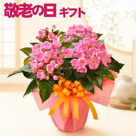 【P5倍エントリーで】 敬老の日 ギフト におい桜 5号鉢 かおり桜 鉢花 鉢植え 生花 花 プレゼント 孫から…