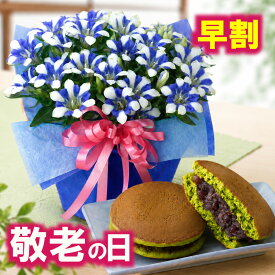 【P5倍エントリーで】 早割 敬老の日 ギフト リンドウ心美白寿 4.5号鉢植え 抹茶どら焼きセット 一部地域 送料無料 花 スイーツ 祖母 祖父 プレゼント 孫から 吉本花城園