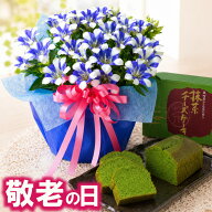 【P5倍エントリーで】 敬老の日 ギフト リンドウ 心美 白寿 4.5号 鉢植え 抹茶チーズケーキ セット 一部…