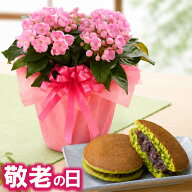 【P5倍エントリーで】 敬老の日 ギフト におい桜 4号 鉢植え 抹茶どら焼きセット 一部地域 送料無料 花 …