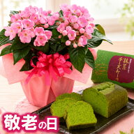 【P5倍エントリーで】 敬老の日 ギフト におい桜 4号 鉢植え 抹茶チーズケーキ セット 一部地域 送料無料…