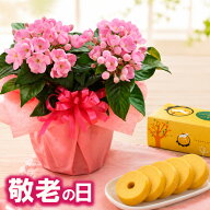 【P5倍エントリーで】 敬老の日 ギフト におい桜 4号 鉢植え 卵たっぷり深川の バウムクーヘン セット 一…