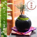 遅れてゴメンね!【敬老の日 ギフト】松ぼっくり盆栽!