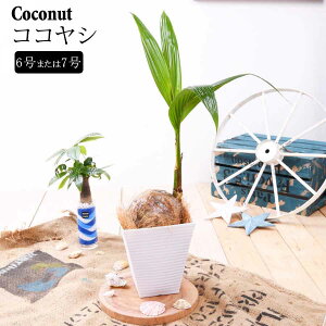 観葉植物 ココヤシの人気商品 通販 価格比較 価格 Com