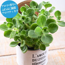 育てる芳香剤 アロマティカス 3号ポット 観葉植物 おしゃれ 苗