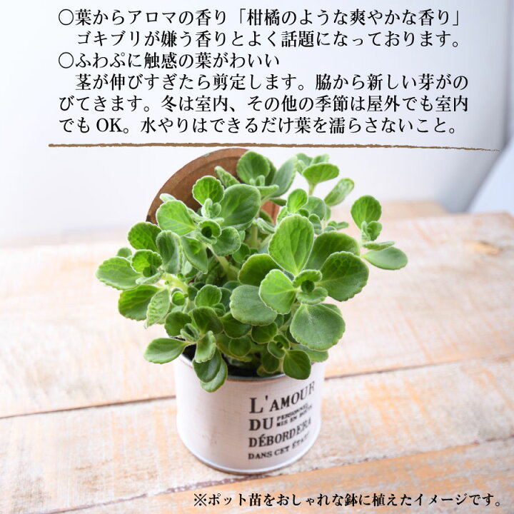 楽天市場 育てる芳香剤 アロマティカス ３号ポット 観葉植物 おしゃれ 苗 Fleur Town 吉本花城園