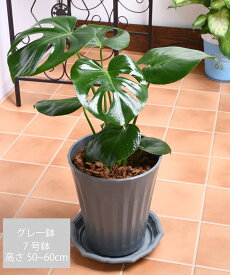 ご予約品 6月下旬よりお届け 観葉植物 モンステラ 鉢植え 7号鉢 高さ50～60cm 受け皿セット ギフトやプレゼントにも 鉢色選べる お中元 開店祝い 開業祝い 移転お祝い