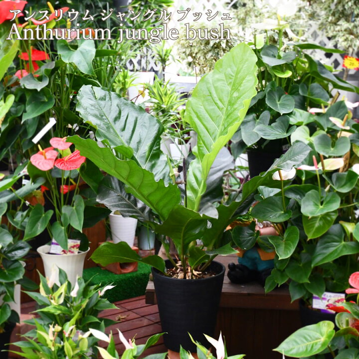 楽天市場 観葉植物 アンスリウム ジャングル ブッシュ 8号 現品 おしゃれ アンスリューム 鉢植え Fleur Town 吉本花城園