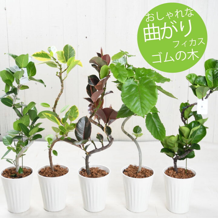 楽天市場】観葉植物 曲がり ゴムの木 フィカス 6号鉢 ウンベラータ 