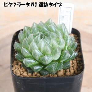 nI`A IׂS5i c[T ʐ sNc[^ [ Iuc[T 2.5dv A ϗtA