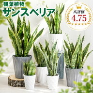 観葉植物 サンスベリア 5号 6号 7号 選べる鉢サイズ 受皿付き サンセベリア トラノオ おしゃれ 室内 イン…