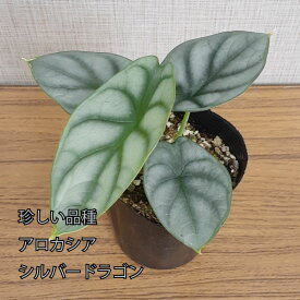 アロカシア シルバードラゴン バギンダ 観葉植物 希少品種 珍しい 3号ポット 鉢植え アローカシア 美しい葉を楽しむタイプ 銀葉 シルバーリーフ