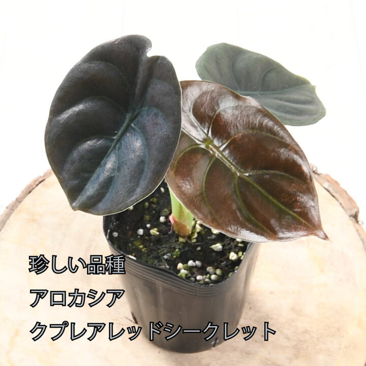 楽天市場】アロカシア クプレア レッドシークレット 観葉植物 珍しい 