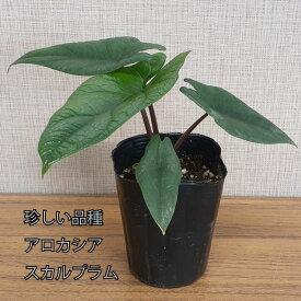 アロカシア スカルプラム スカルプルム 観葉植物 珍しい品種 希少 3号ポット 鉢植え アローカシア 美しい葉を楽しむタイプ
