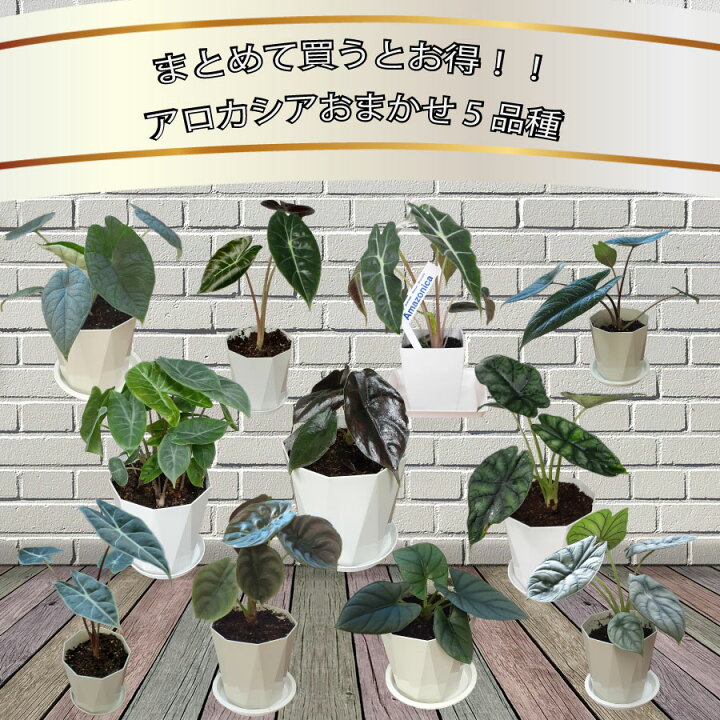 楽天市場】超お得セット！送料無料 アロカシア 5品種 おまかせセット 