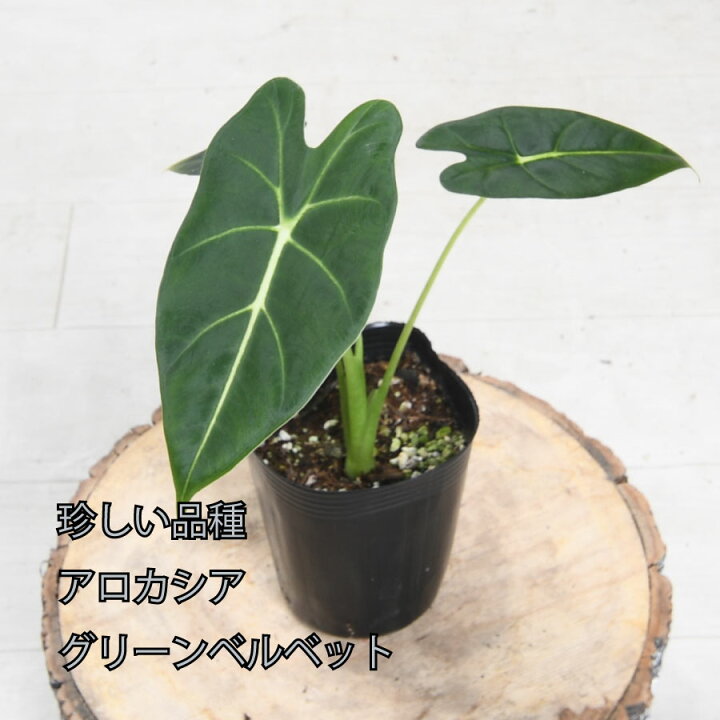 アロカシア グリーンベルベット 親子 観葉植物 （アロカシアグリーン  