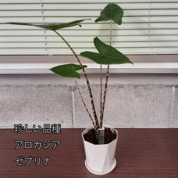 楽天市場】アロカシア ゼブリナ 観葉植物 珍しい品種 希少 4号 鉢植え 