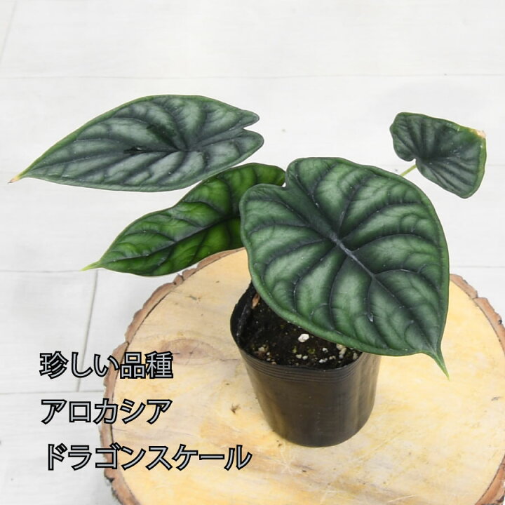 楽天市場】アロカシア ドラゴンスケール バギンダ 観葉植物 珍しい品種 