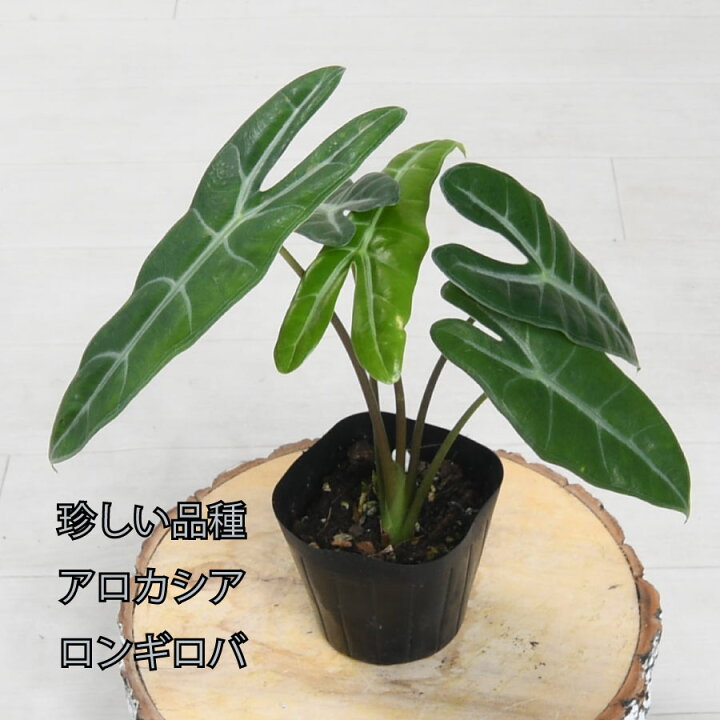 楽天市場】アロカシア ロンギロバ 観葉植物 珍しい品種 希少 3.5号 