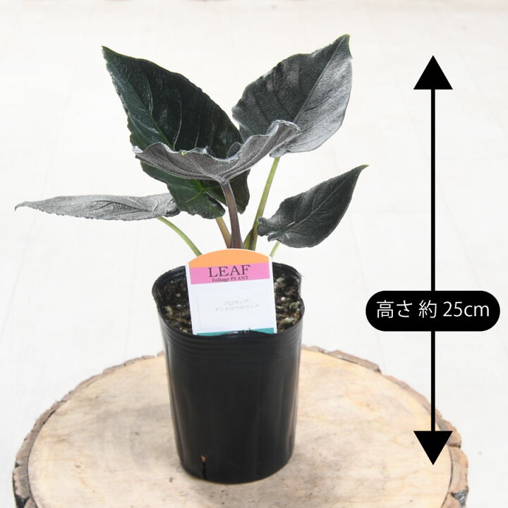 楽天市場】アロカシア アントロベルベット 観葉植物 珍しい品種 希少 3 